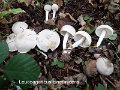 Leucoagaricus cinerascens-amf1205